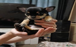 Chihuahua dogs for sale: BEAUTIFUL CHIHUAHUA PUPPIES  - Image 8