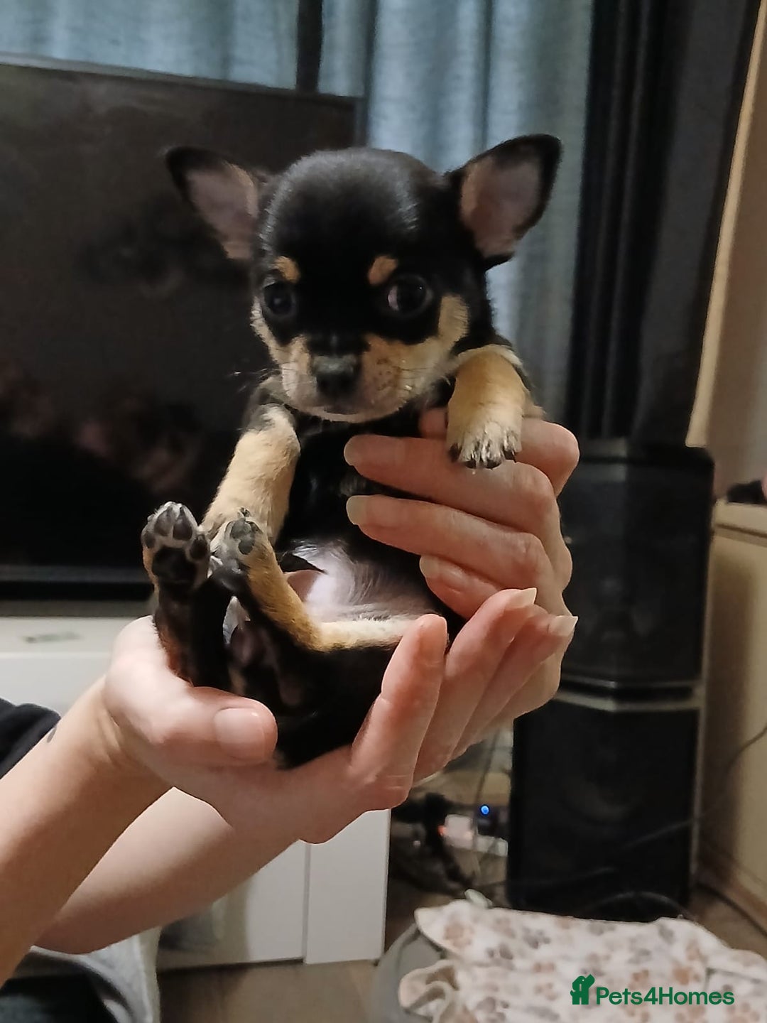 Chihuahua dogs for sale: BEAUTIFUL CHIHUAHUA PUPPIES  - Image 8