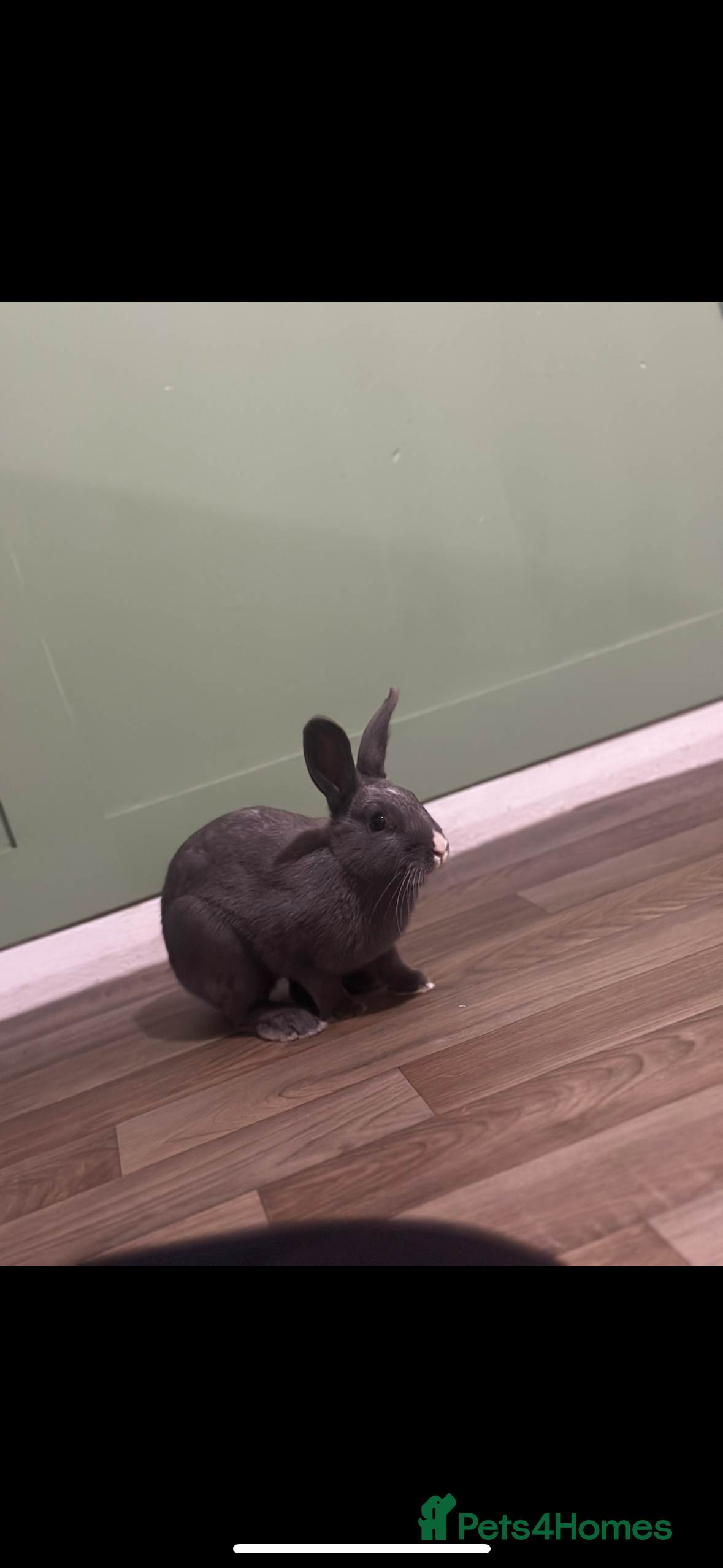 Belgian Hares rabbits Belgien hares and rabbits for sale  - Advert 1