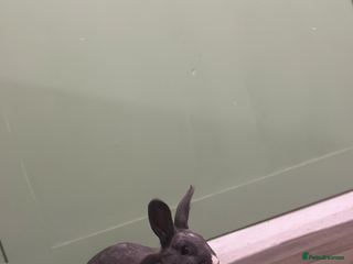 Belgian Hares rabbits Belgien hares and rabbits for sale - Advert 1