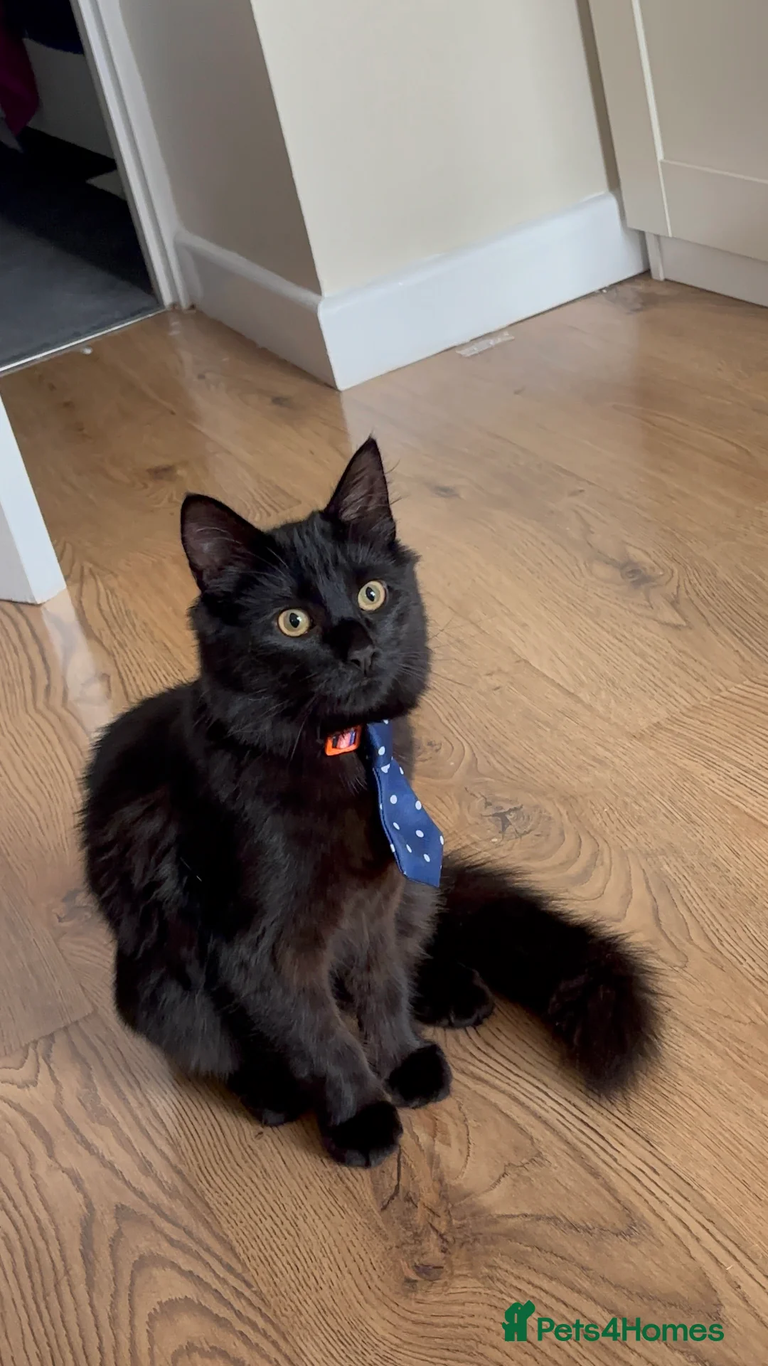 Mixed Breed cats for sale: Male Cat, Oreo in Ferndale - Advert 2