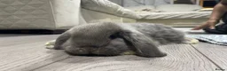 Mini Lop rabbits for sale:  Beautiful Mixed-BreedMini Lop Rabbits for Sale in Swindon - Advert 4