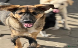 Mixed Breed dogs for adoption: BIBY, a Lovely young girl - for a Loving Home - Advert 29