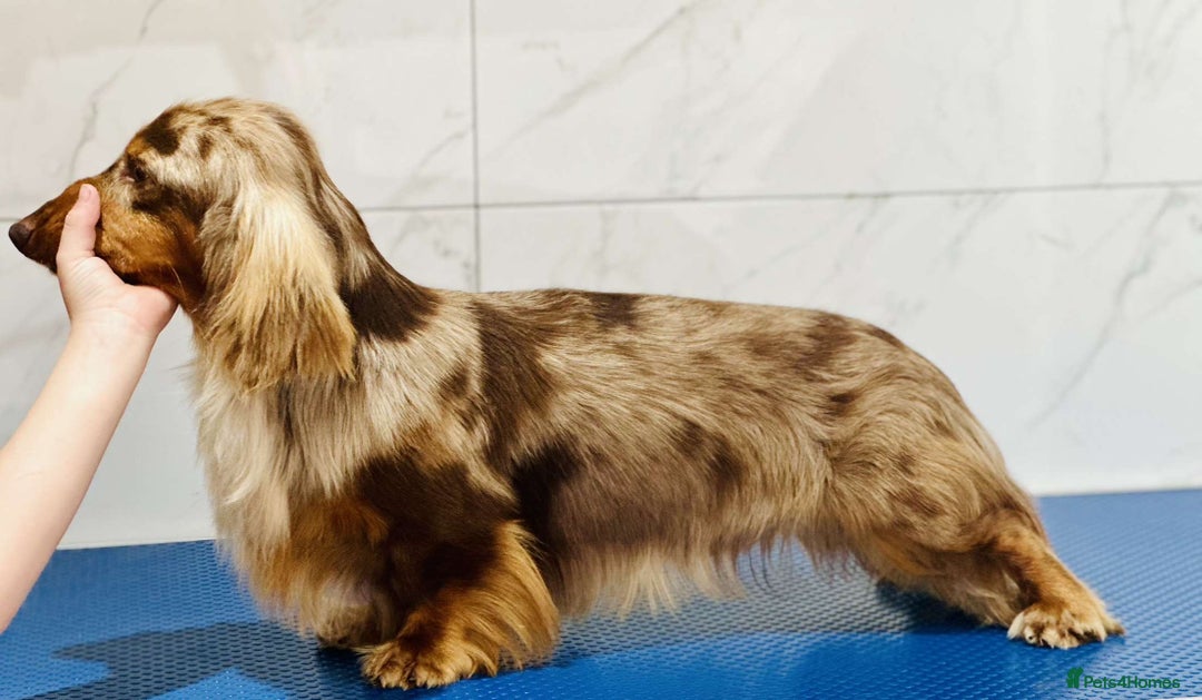 Dachshund dogs for stud: Long haired dachshund stud boys  in Leeds - Image 4