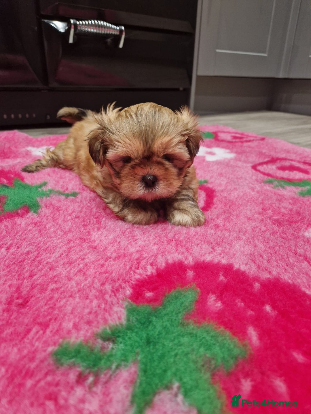 Shih Tzu dogs for sale: Shih Tzu Puppies - Advert 17