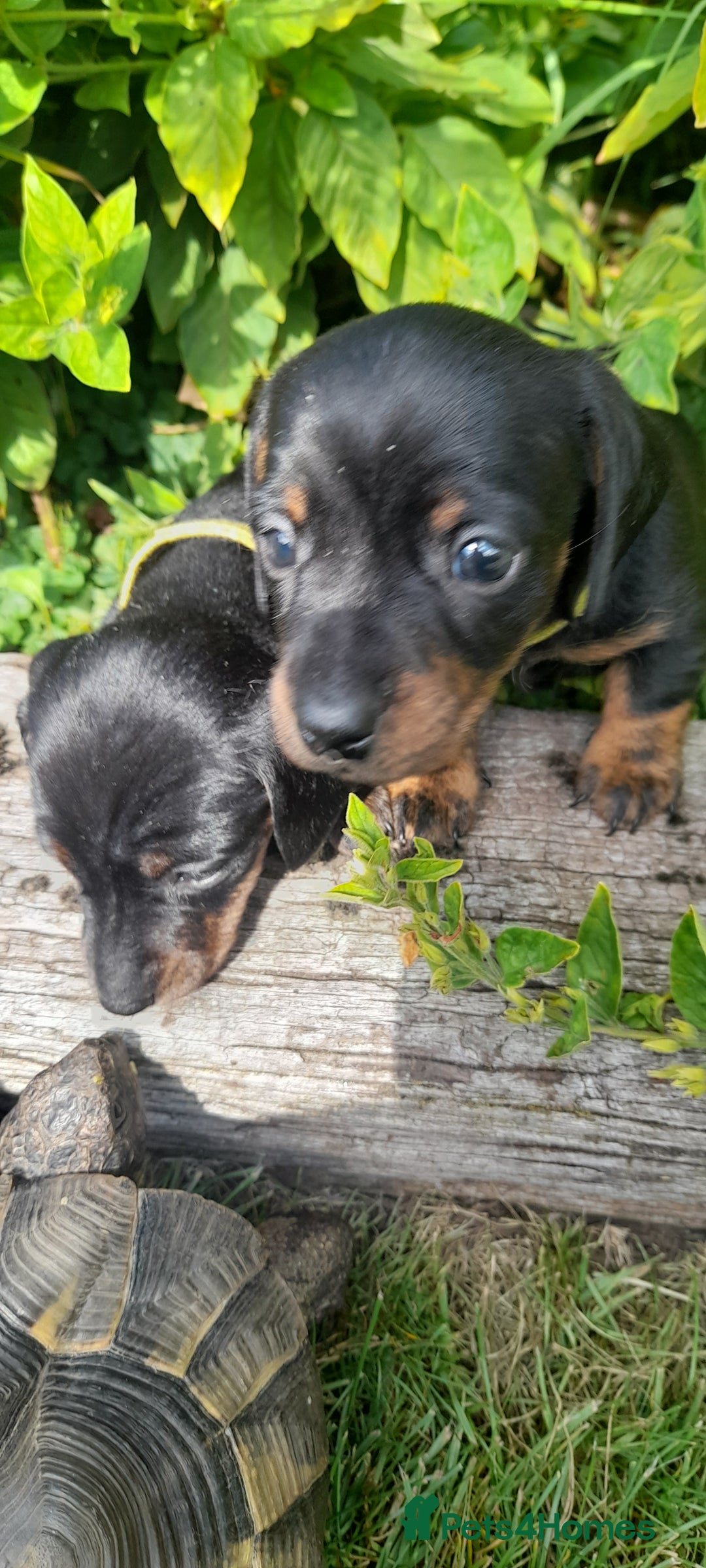 Miniature Dachshund dogs for sale: Smooth haired minature dacshund  - Image 14