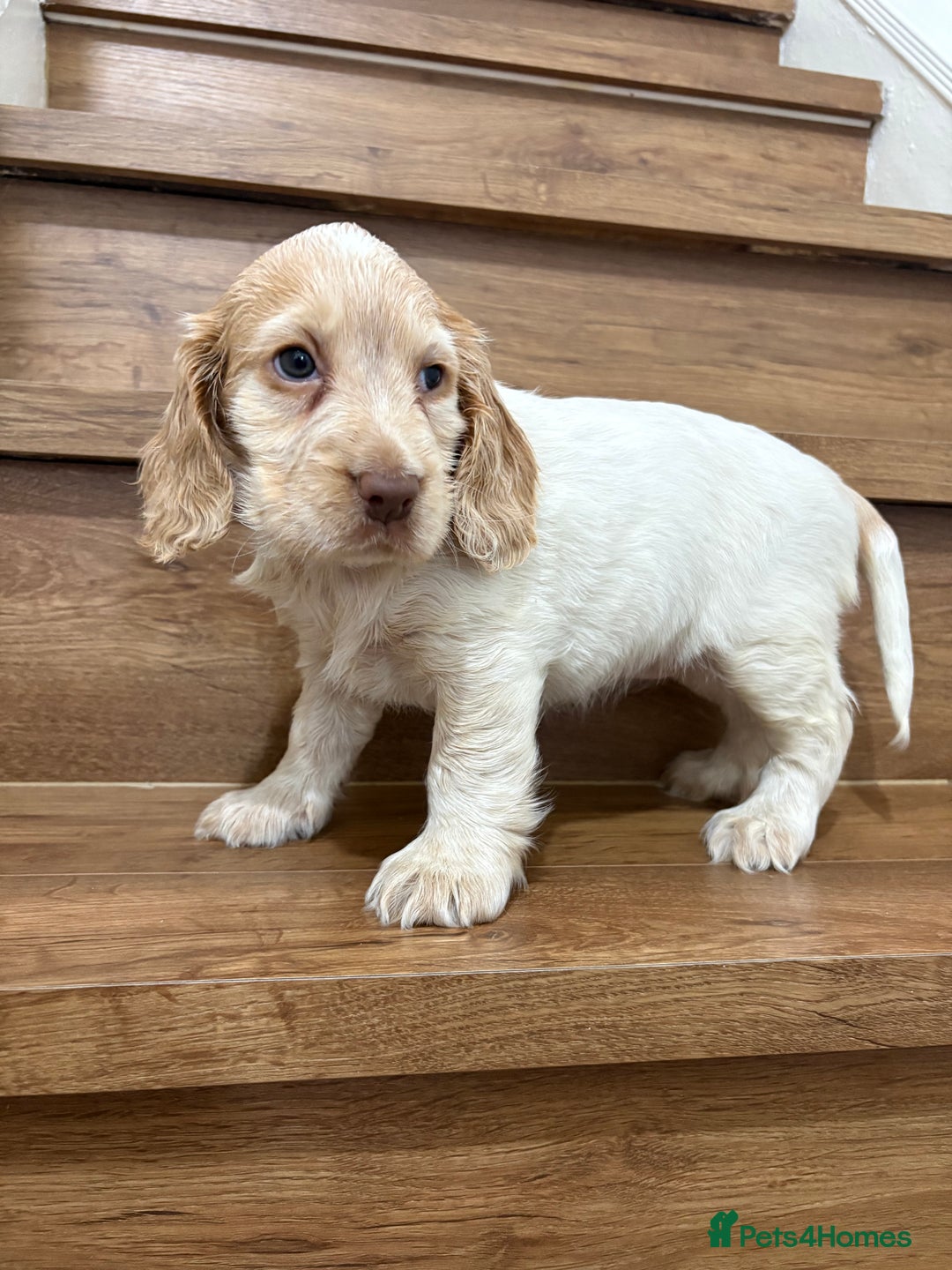 Cocker Spaniel dogs for sale: Beautiful Show-Type Cocker Spaniel puppies - Advert 2