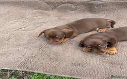 Dachshund dogs for sale: Dachshund  - Image 16