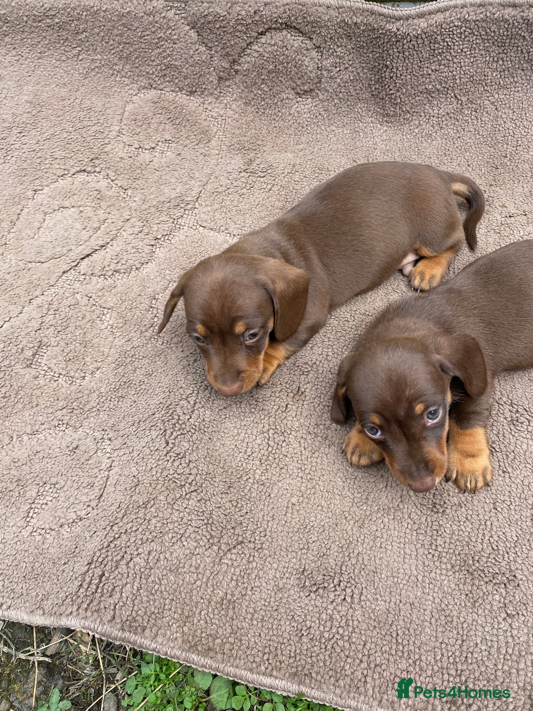 Dachshund dogs for sale: Dachshund  - Image 16