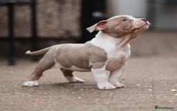 American Bully dogs for sale: Champion Bloodline American Pocket Bully Puppies - Image 8