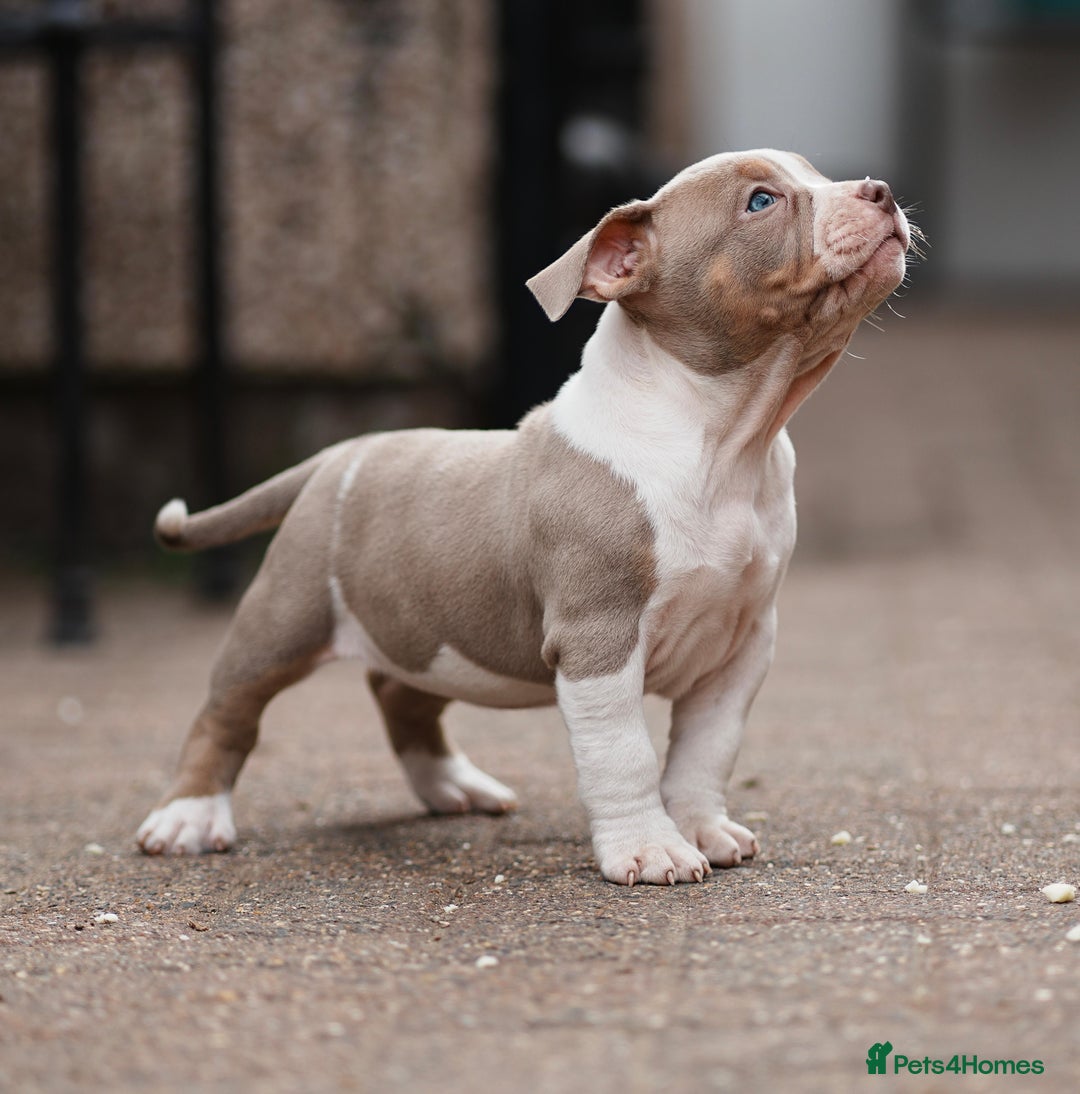American Bully dogs for sale: Champion Bloodline American Pocket Bully Puppies - Image 8