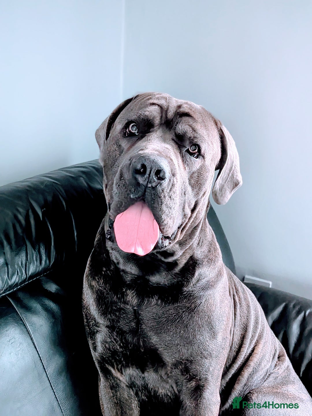 Cane Corso dogs for stud: Purebred Cane Corso Stud-2 Years Old - Image 3