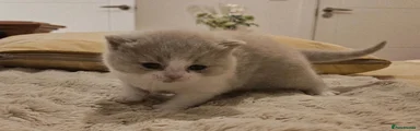 British Shorthair 1
