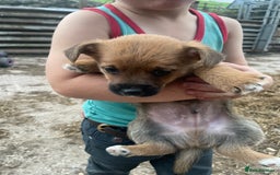 Mixed Breed dogs for sale: Corrier (Corgi X Border Terrier)  - Image 9