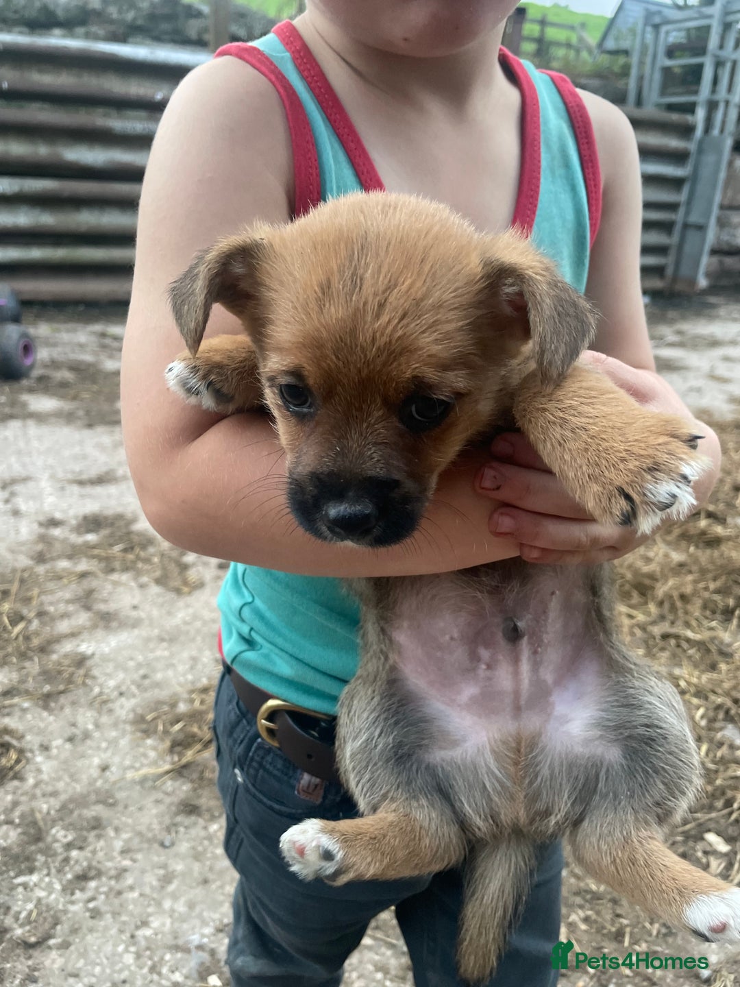 Mixed Breed dogs for sale: Corrier (Corgi X Border Terrier)  - Image 9