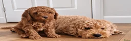 Cockapoo dogs for sale: cockapoo pups for sale - Advert 3