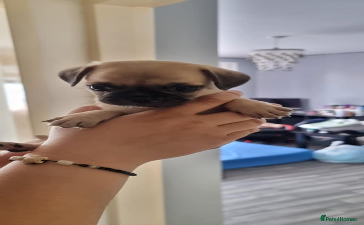 Mixed Breed dogs - Advert 14