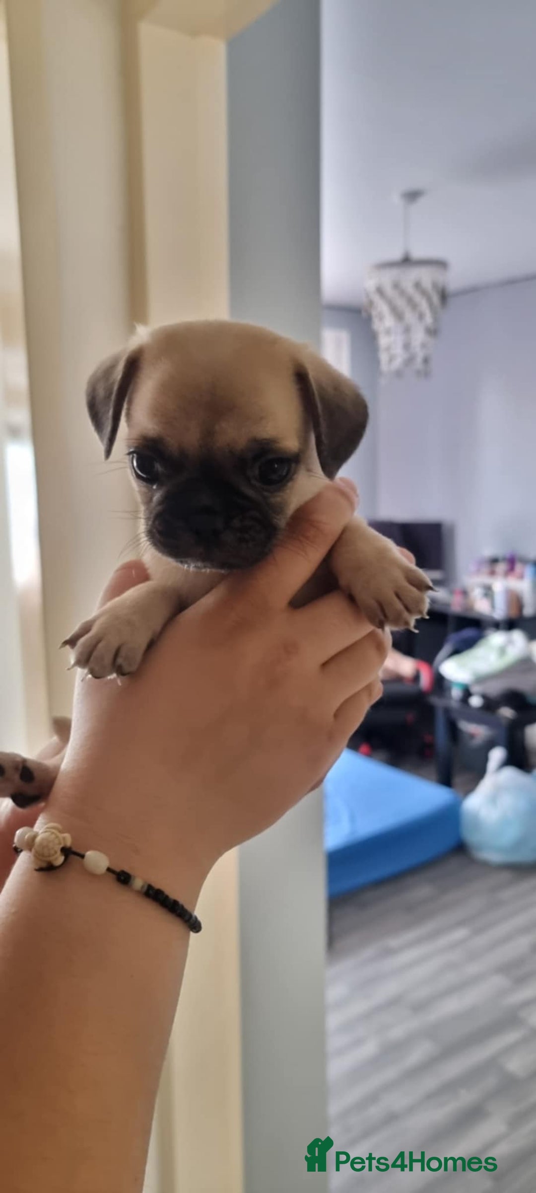 Mixed Breed dogs for sale: Chujjug  - Image 1