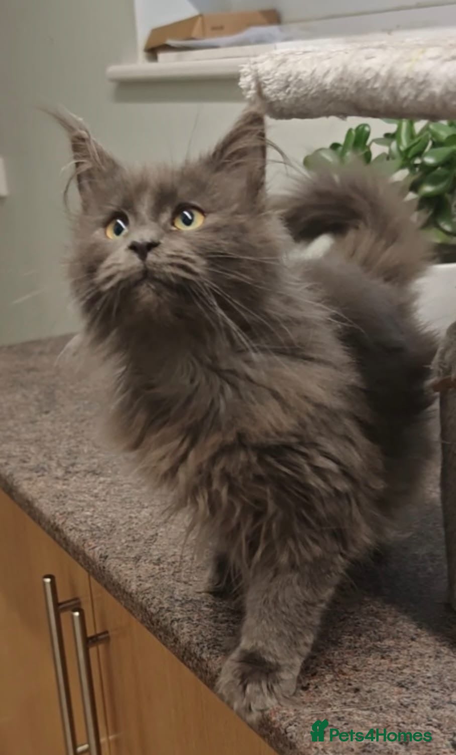 Maine Coon cats Beautiful Maine coon kittens - Advert 1