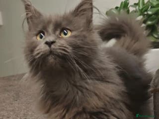 Maine Coon cats Beautiful Maine coon kittens - Advert 1