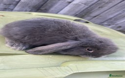 Mini Lion Lop rabbits for sale: Mini lop - Image 1