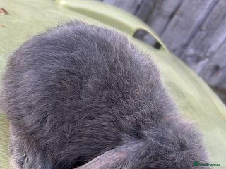 Mini Lion Lop rabbits - Advert 14