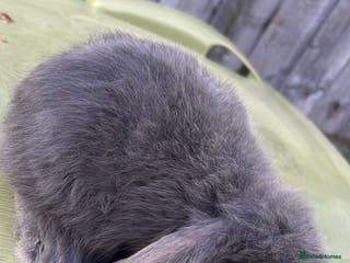Mini Lion Lop rabbits Mini lop - Advert 1