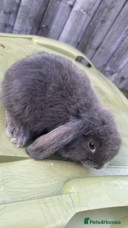 Mini Lion Lop rabbits - Advert 13