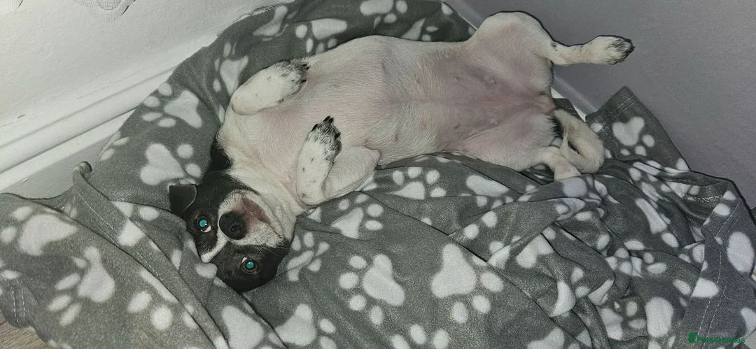 Jack Chi dogs for sale: Dog chihuahua. - Advert 2