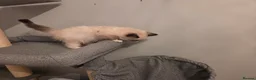 Ragdoll cats for sale: GCCF Ragdoll Kittens - Ready Now (Pet or Active) - Advert 22