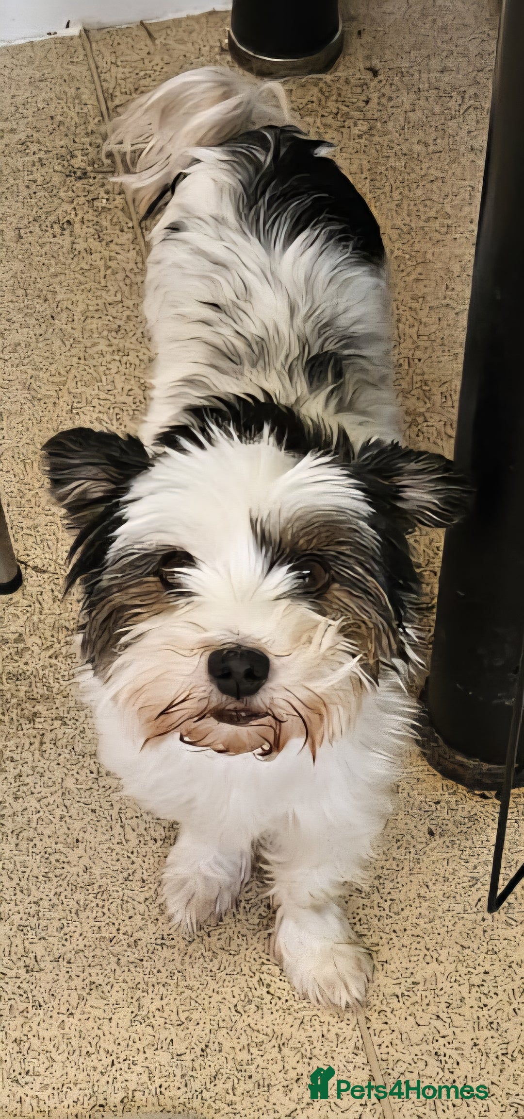 Yorkshire Terrier dogs for sale: 🩷 DNA TESTED 🩷 Biewer female  - Image 6