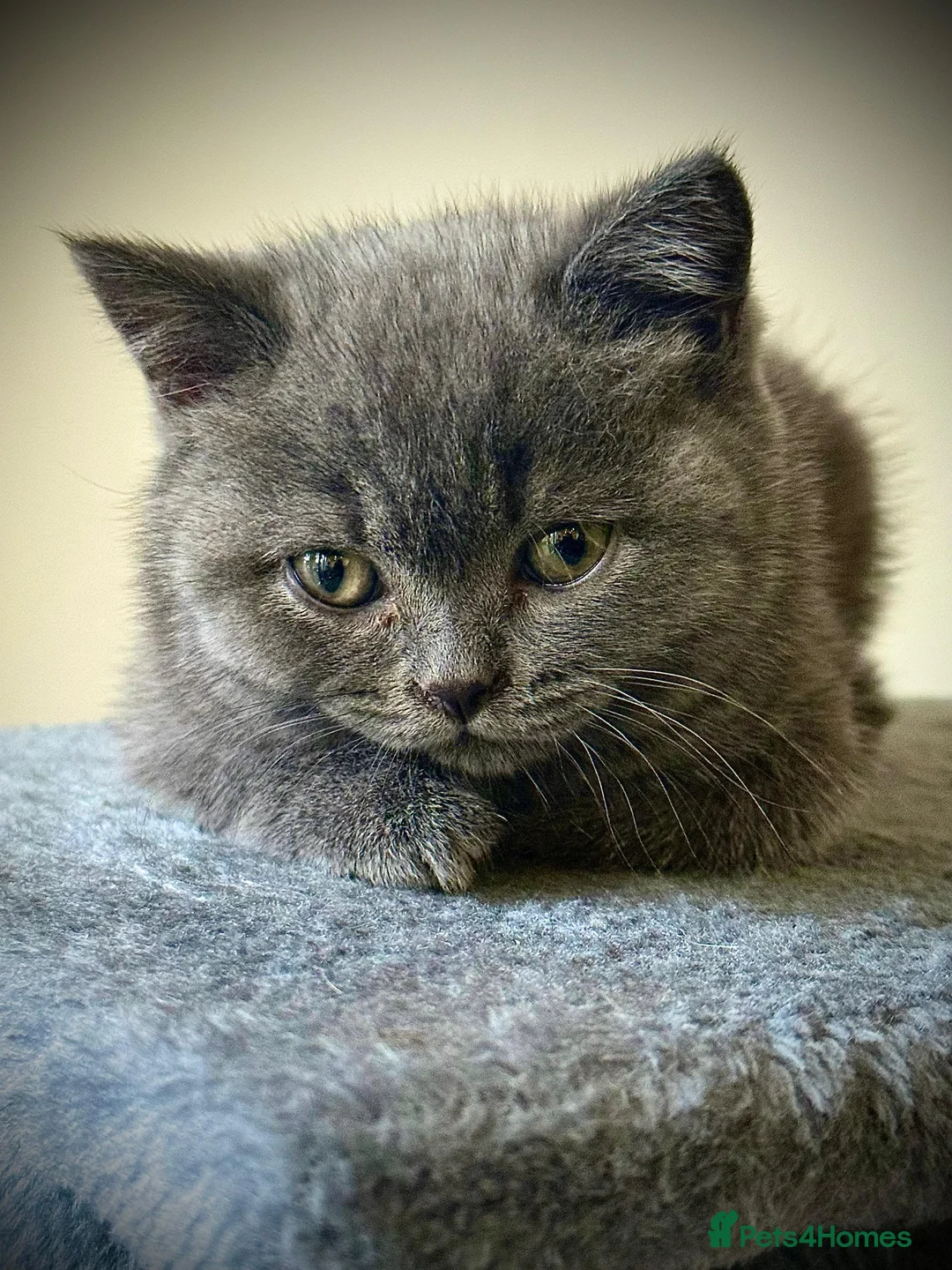 British Shorthair cats for sale: 3 British Shorthair Kittens  - Advert 5