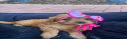 Cavapoo dogs for sale: F1 Cavapoos  - Advert 7