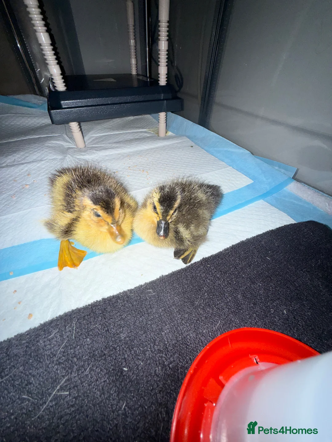 Ducks poultry for sale: 2 x ducklings  in Burgess Hill - Advert 4