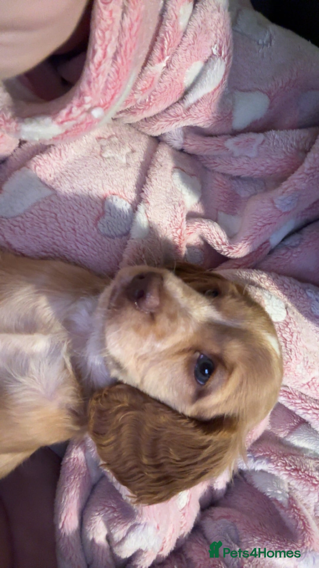 Cockapoo dogs for sale: Cockapoo Open to offers - Advert 8