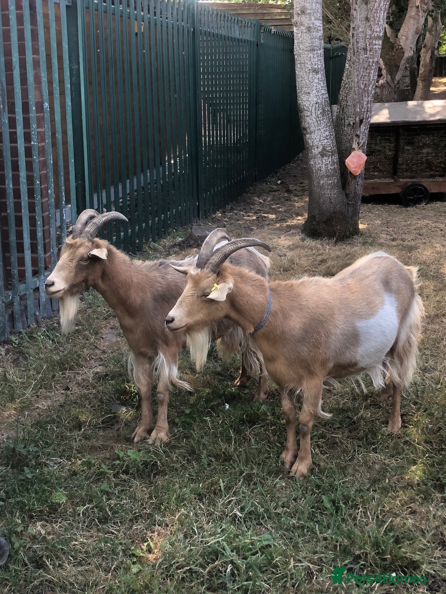 Goats livestock Two Golden Guernsey Goats - Advert 1