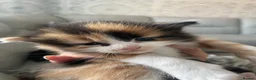 Maine Coon cats for sale: Maine coon kittens - Advert 12