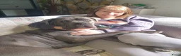 Cane Corso dogs for sale: Cane Corso puppys  - Advert 6