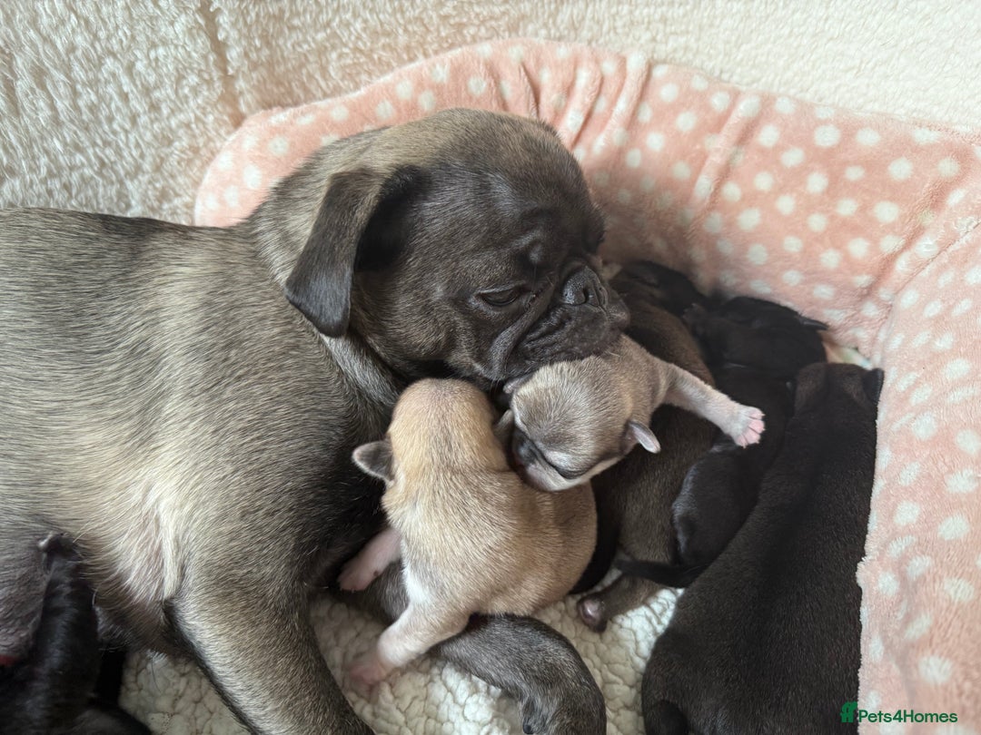 Pug dogs for sale: £500 pug puppies - Image 11