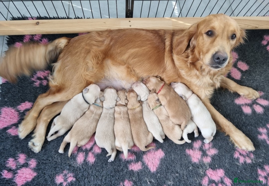 Golden Retriever dogs for stud: Proven KC Golden Stud - Image 9