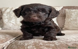 Cockapoo dogs for sale: 🐾Beautiful F2 cockapoos  🐾 - Image 36