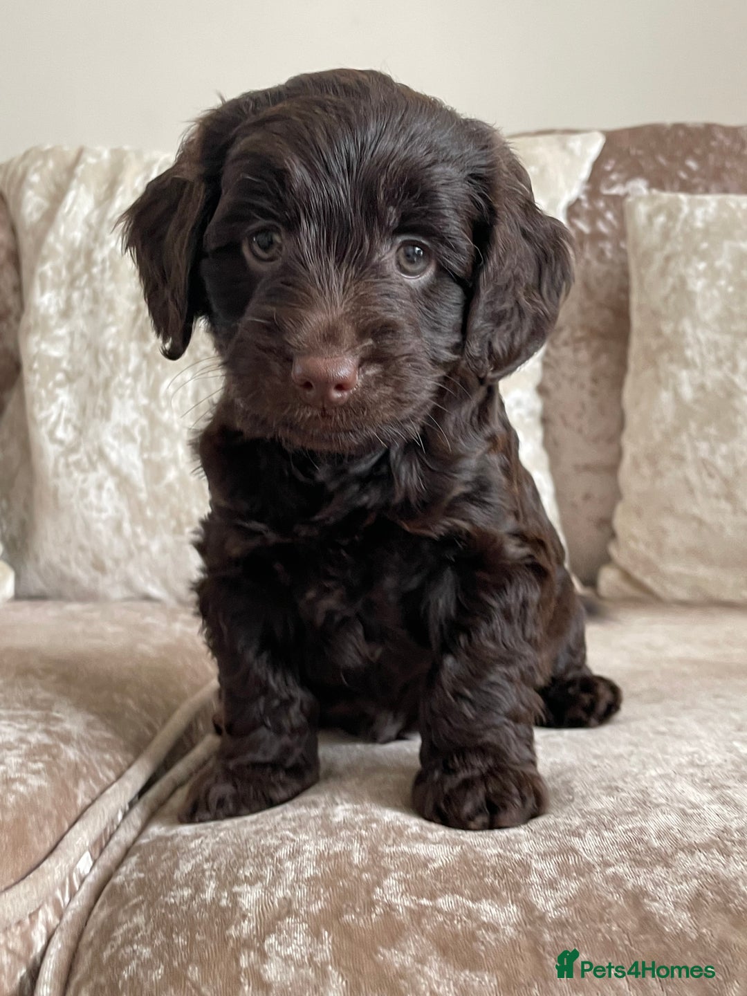 Cockapoo dogs for sale: 🐾Beautiful F2 cockapoos  🐾 - Image 36