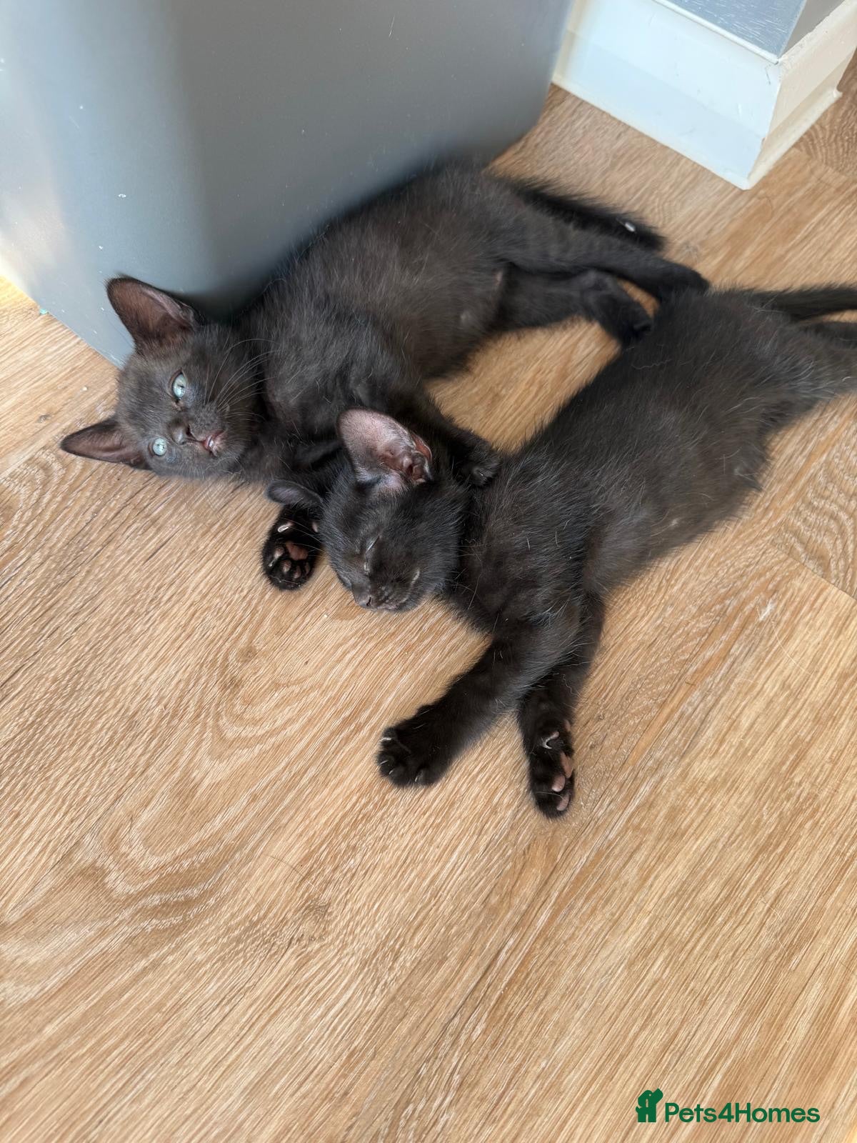British Shorthair cats Two full black kittens - Advert 1