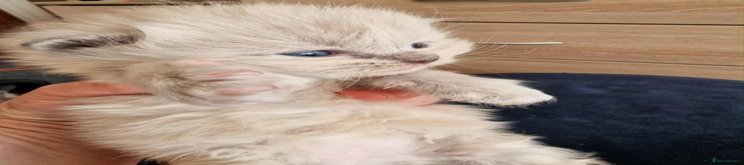  Ragdoll Kitten – Blue Sepia Boy 💙