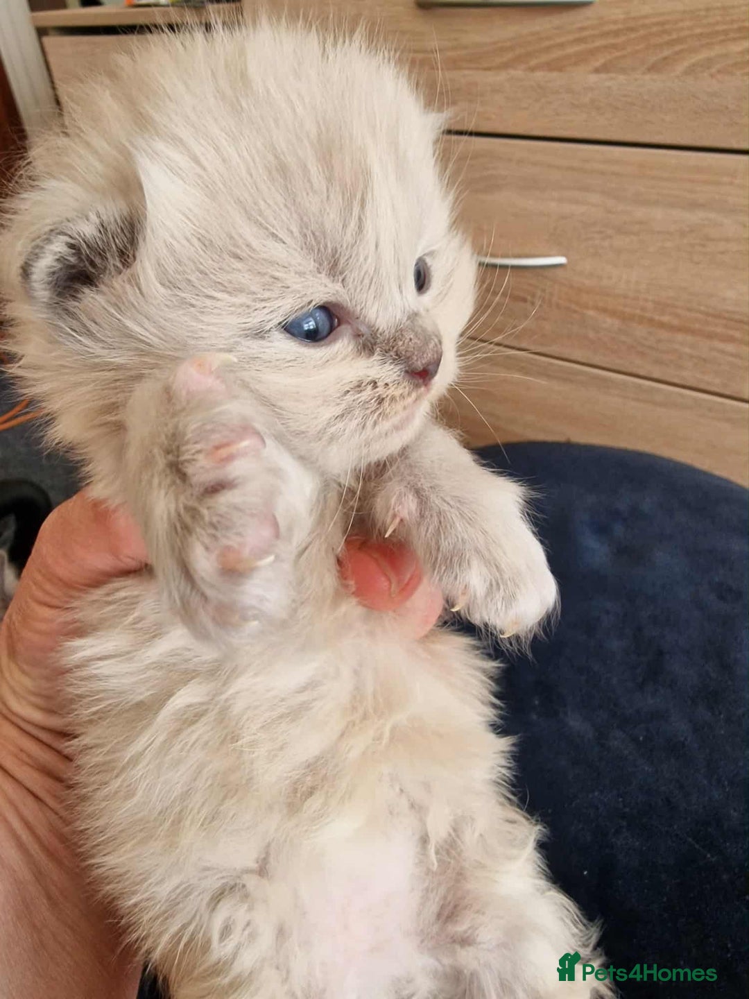 Ragdoll cats for sale: TICA Ragdoll Kittens – Mink, Sepia & Traditional - Image 3