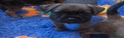 Border Terrier dogs for sale: KC Registered Border Terrier males  ready now  - Advert 20