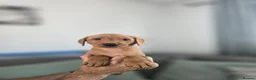 Labrador Retriever dogs for sale: Kc registered Fox red labrador puppies LAST BOYS   - Advert 8