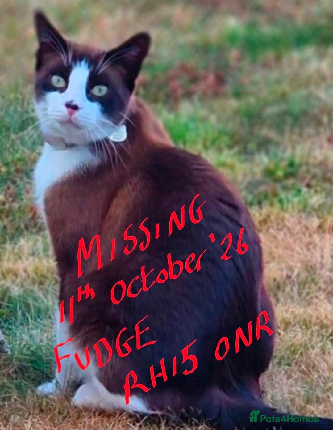 Mixed Breed cats LOST  Brown and white male. West Sussex  - Advert 1