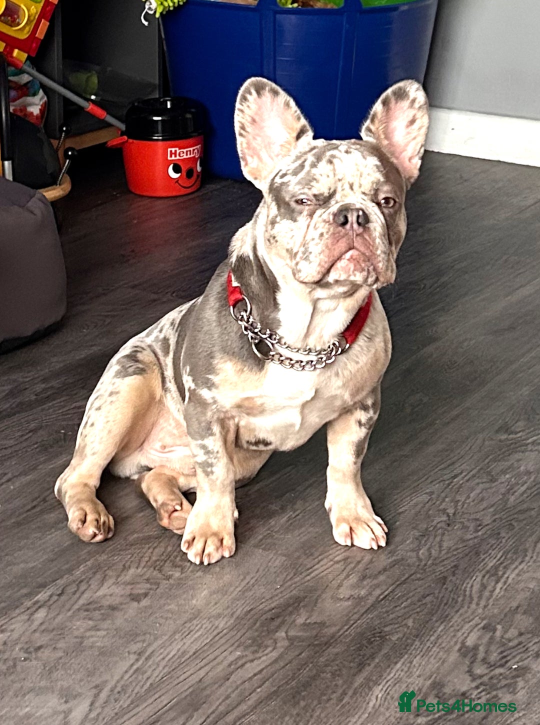 French Bulldog dogs for stud: Merle French bulldog carries fluffy - Advert 2