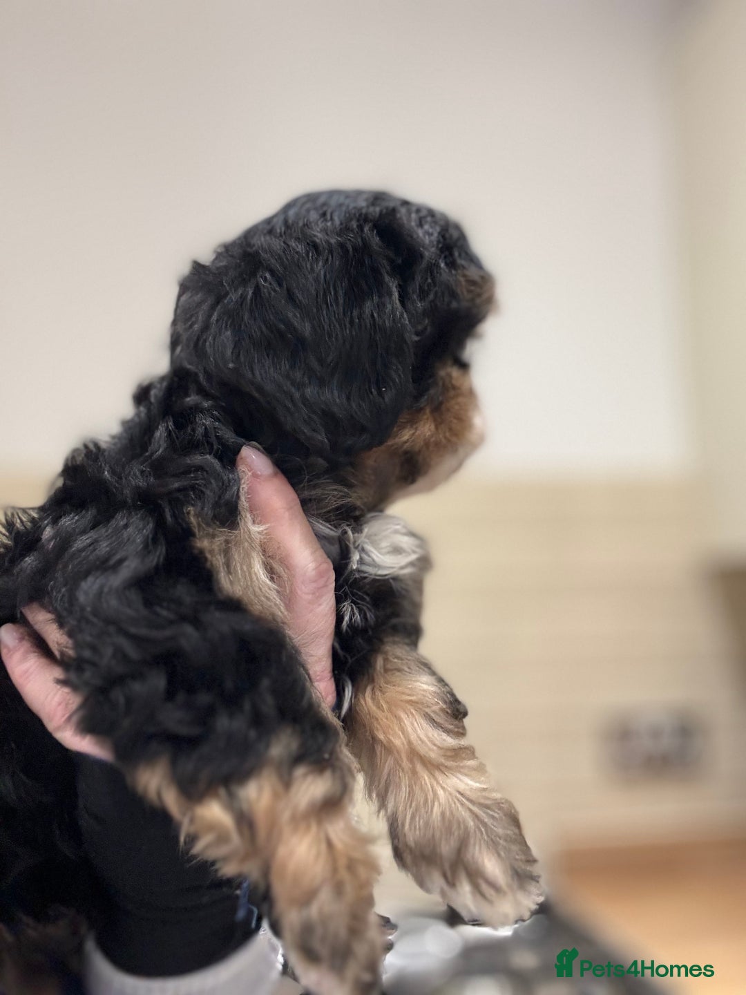 Shih Tzu dogs for sale: PLEASE READ THE DESCRIPTION  - Advert 10